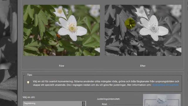 Photoshop Elements 7 - gör bilden svartvit смотреть онлайн