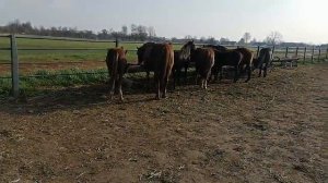 ОБЗОР ЛОШАДЕЙ. КОНЕВОДСТВО.ГНЕДОЙ МУСТАНГ ???