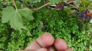 Виноград к-ш Алиса в стране чудес ?