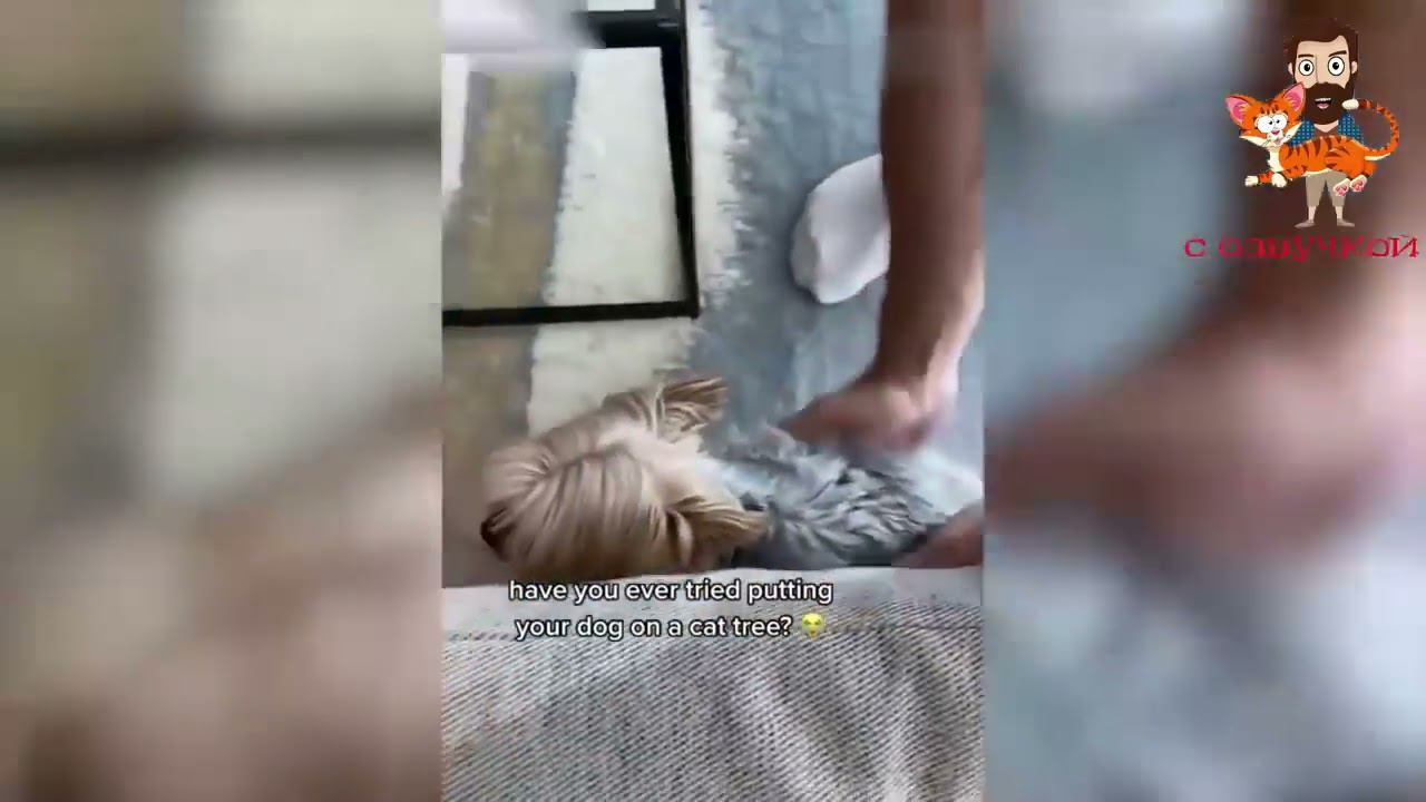 Угарные животные смотреть онлайн