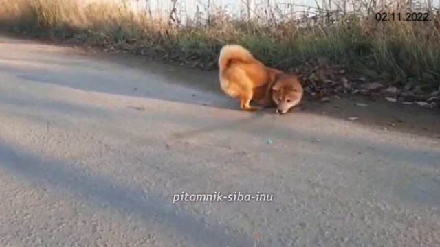 Девочка 6 мес готова в семью. Шиба-ину смотреть онлайн