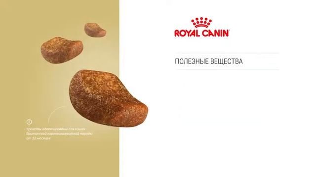 British Shorthair - Британская короткошерстная