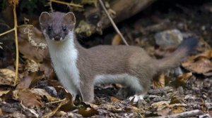 Читаем книгу "Мир животных" Ласка.