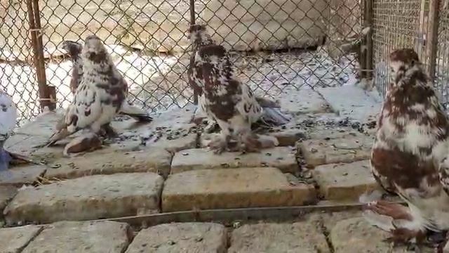 Андижанские голуби  Pigeons