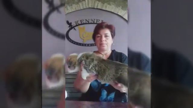 Щенки кобели вельш корги пемброк . Lit. "Р" смотреть онлайн