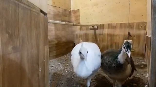 #инкубация павлиньего яйца Стрим смотреть онлайн