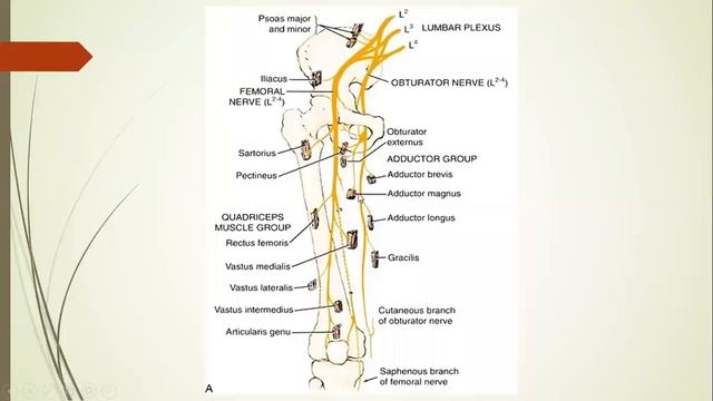 Thigh-Part3 By Prof. Dr Abdul Hafeez Dall ( Anatomy ) held on 8th July 2020 смотреть онлайн