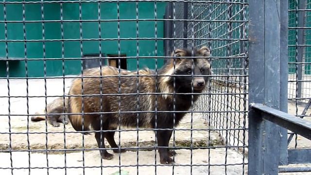 Енотовидные собаки смотреть онлайн