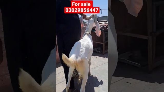 #pure #rajanpuri #white #bakra #bakraeid2023 #foryou #sale Ghar ka Pala howa смотреть онлайн