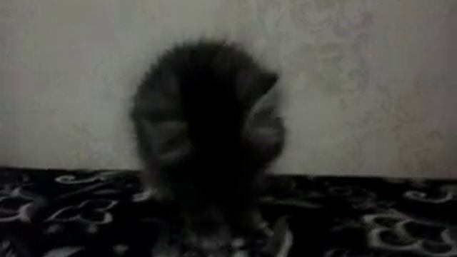 когда маркиза привезли домой смотреть онлайн