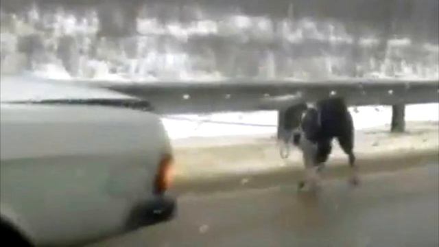 Машина мчалась по трассе, волоча за собой привязанного алабая смотреть онлайн