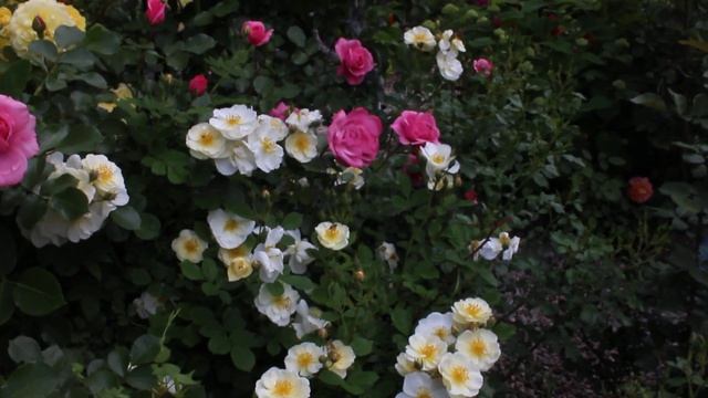 Роза остина пилигрим 2019 смотреть онлайн