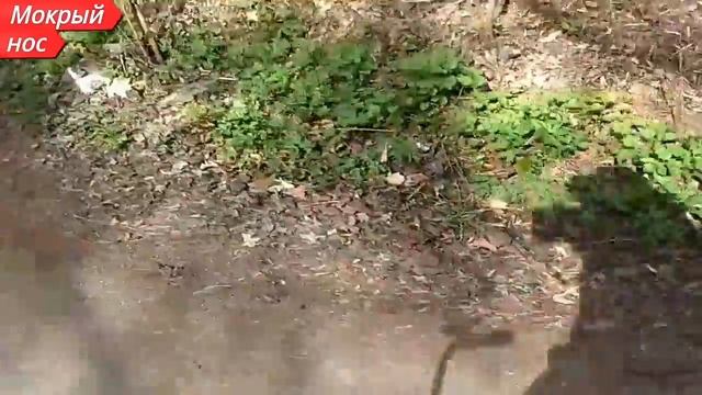 ЭФФЕКТИВНЫЙ способ Цезаря Милано. Как УТОМИТЬ собаку? смотреть онлайн