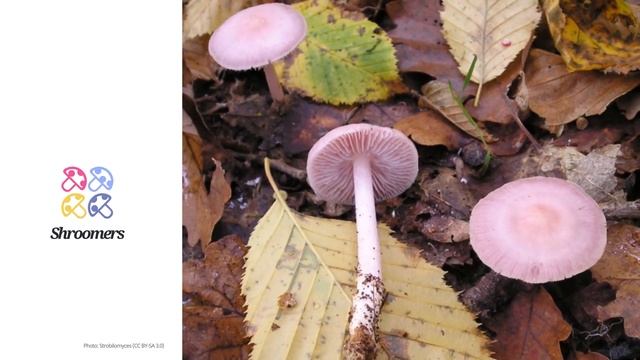 Lilac bonnet (Mycena pura) | Synonyms | Scientific Short Profile | Shroomers смотреть онлайн