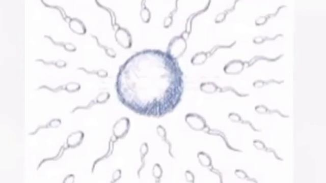 ERKAK URUG'INI SIFATINI OSHIRISH  ЕРКАК УРУГИНИ СИФАТИНИ ОШИРИШ