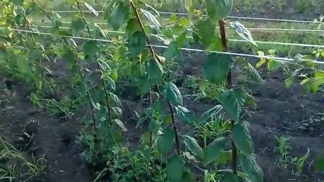 Выращивания саженцев. Формировка саженца в питомнике