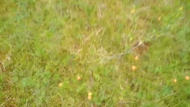 збираємо морошку в Швеції смотреть онлайн