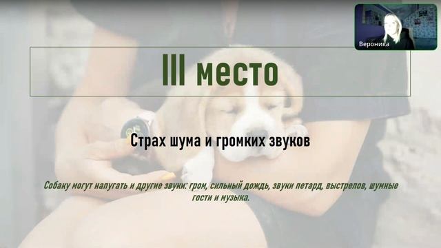 ТОП-5 проблем владельцев собак и способы их решения смотреть онлайн