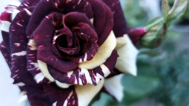 ABRACADABRA ROSE plant Discovered by KORDES 2001 Thornless Variegated Floribunda バラ アブラカダブラ смотреть онлайн