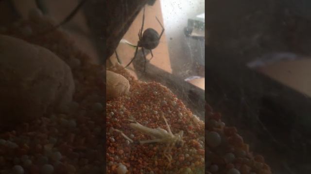 Rotrückenspinne (Latrodectus hasselti) смотреть онлайн