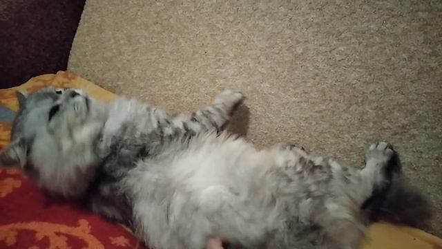 ASMR the Cat is licking himself/АСМР Кот вылизывается смотреть онлайн