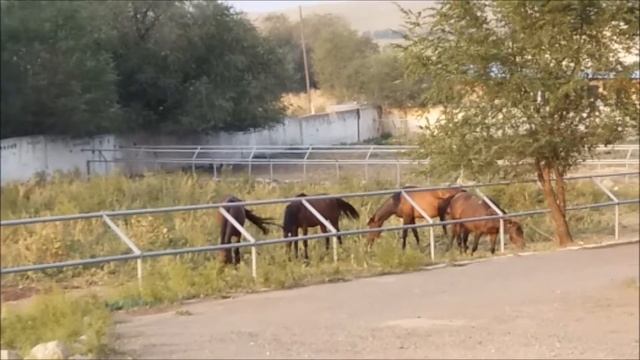 Конные прогулки пони Что любят лошади Конюшня детский канал развлечения Horses childrens channel смотреть онлайн