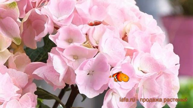 Гортензия крупнолистовая Либертин Пинк 🌿 обзор: как сажать, саженцы гортензии Либертин Пинк смотреть онлайн