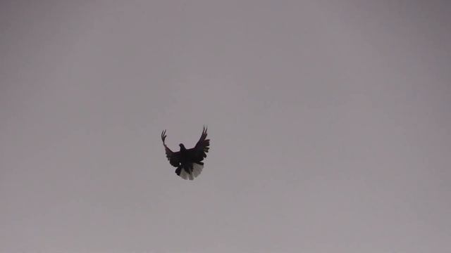 СВГ 29.01.2021 г 2 часть