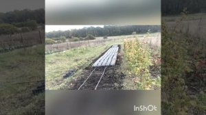 Посадка чеснока на пленке.