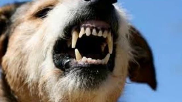Angry Dog Bark and Growl Sound Effects смотреть онлайн