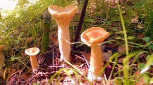 Туда где  растут грибы и живут медведи