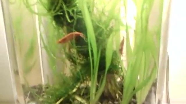 Аквариум из вазы на 2 литра!!! и креветки смотреть онлайн