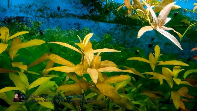 Севшие Аквариумные Лампы и Растения ч.2. Освещение, свет в аквариуме. Лампы для аквариумных растени смотреть онлайн