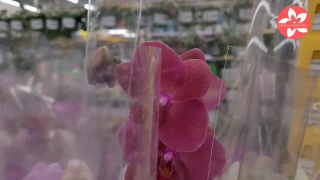 Обзор орхидей в магазине Леруа Мерлен город Москва смотреть онлайн