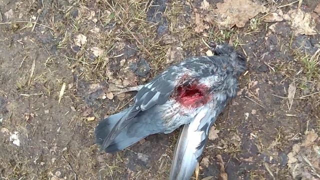 Мертвый голубь смотреть онлайн