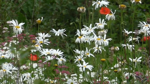 Футаж релакс ромашки на ветру 2020 084 смотреть онлайн