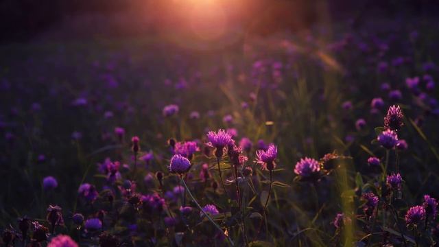 Погрузитесь в атмосферу летнего вечера. Звуки цикад и пение птиц на цветочном лугу смотреть онлайн