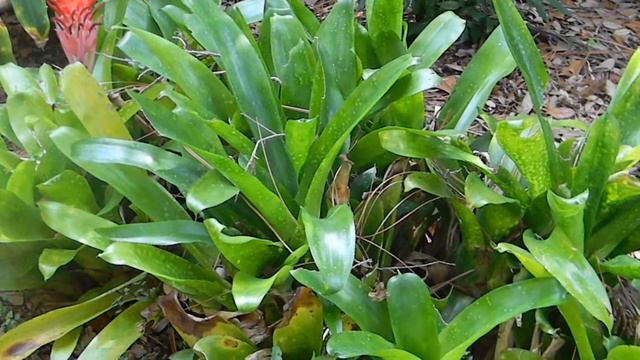 Plants for Your Xeriscape-Bromeliad смотреть онлайн
