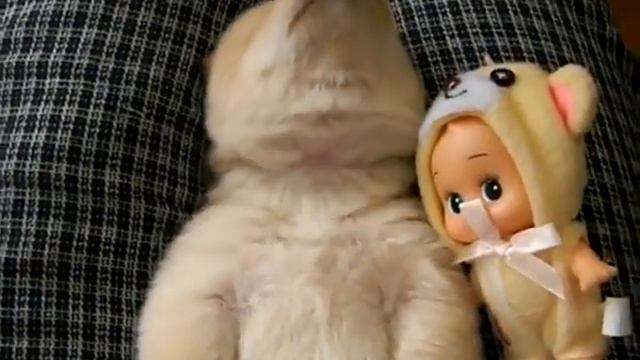 Щенок спит :) смотреть онлайн