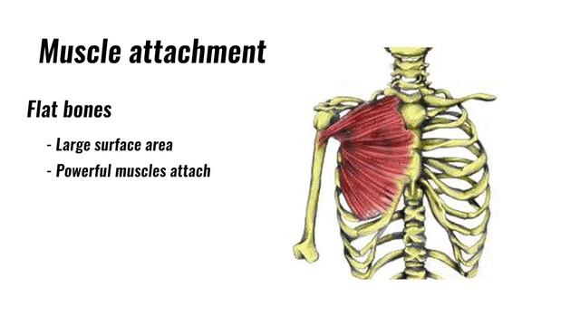 Functions Of The Skeleton - GCSE PE Revision