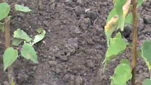 Окулировка персика.