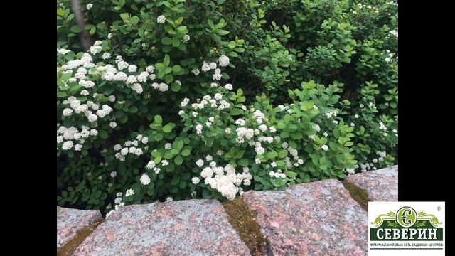 Едем за рододендронами в Финляндию. Парк азалий. смотреть онлайн