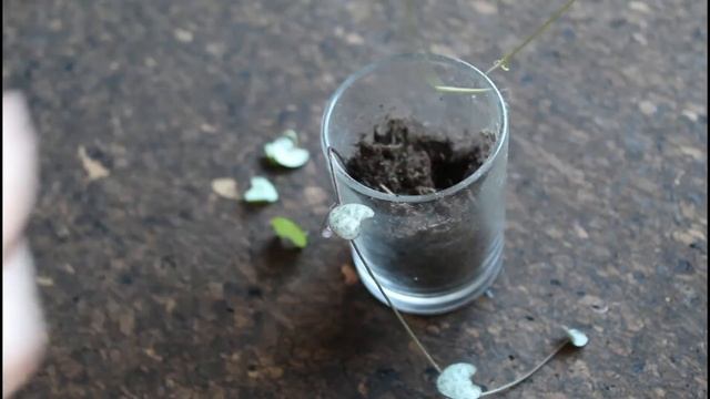 Ceropegia Woodii (lantaarnplant) stekken смотреть онлайн