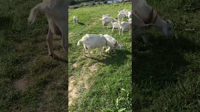 Кушаем яблочко. Бурские козы. смотреть онлайн