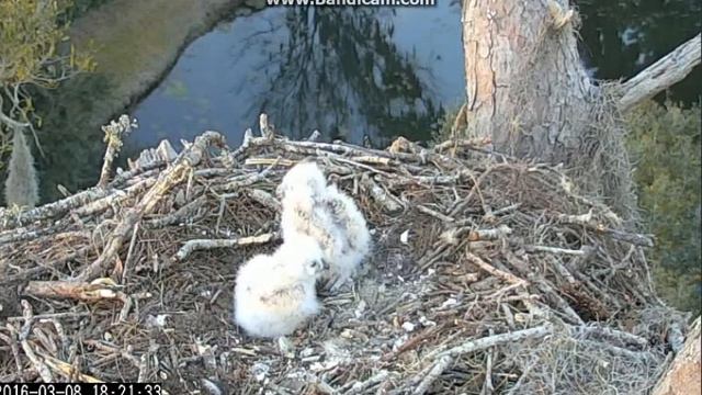 Savannah, 2016- 03 -09 Gdy mama nie patrzy смотреть онлайн