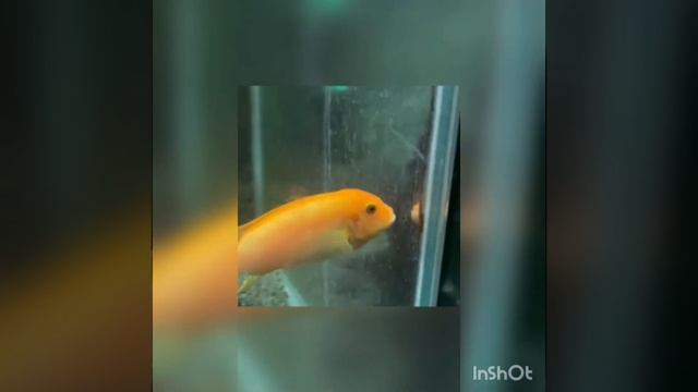 Федюкова Валерия, ДОУ "ЦРР - детский сад № 178", "Пермский зоопарк" смотреть онлайн