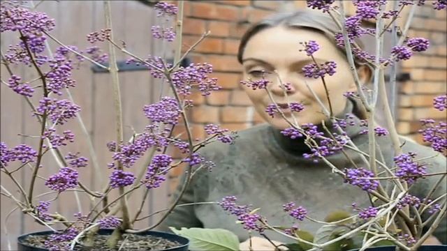 Pięknotka,Callicarpa bodinieri 'Profusion' + ROZDANIE zamknięte смотреть онлайн