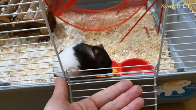 Хомка Джули распробовала беговое колесо 🏃🐾 смотреть онлайн