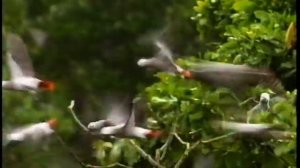 Mama Mirabelle’s Home Movies   A Savannah Kwaanza   14 Feb 2012, 10:35 10 mins on BBC2 England