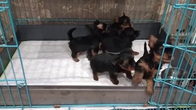 Щенки йоркширского терьера Бистуаль Бандитто и Клеопатра из Лазорей, 1,5 месяца. смотреть онлайн